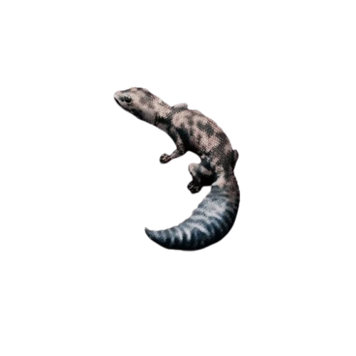 African Fat-tailed Gecko